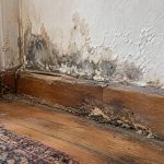 Champignons et humidité dans la maison : les reconnaître, les traiter, les éviter