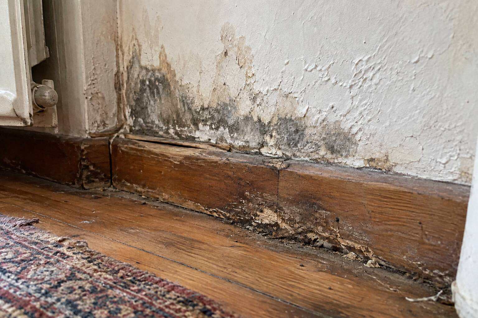 Vous consultez actuellement Champignons et humidité dans la maison : les reconnaître, les traiter, les éviter